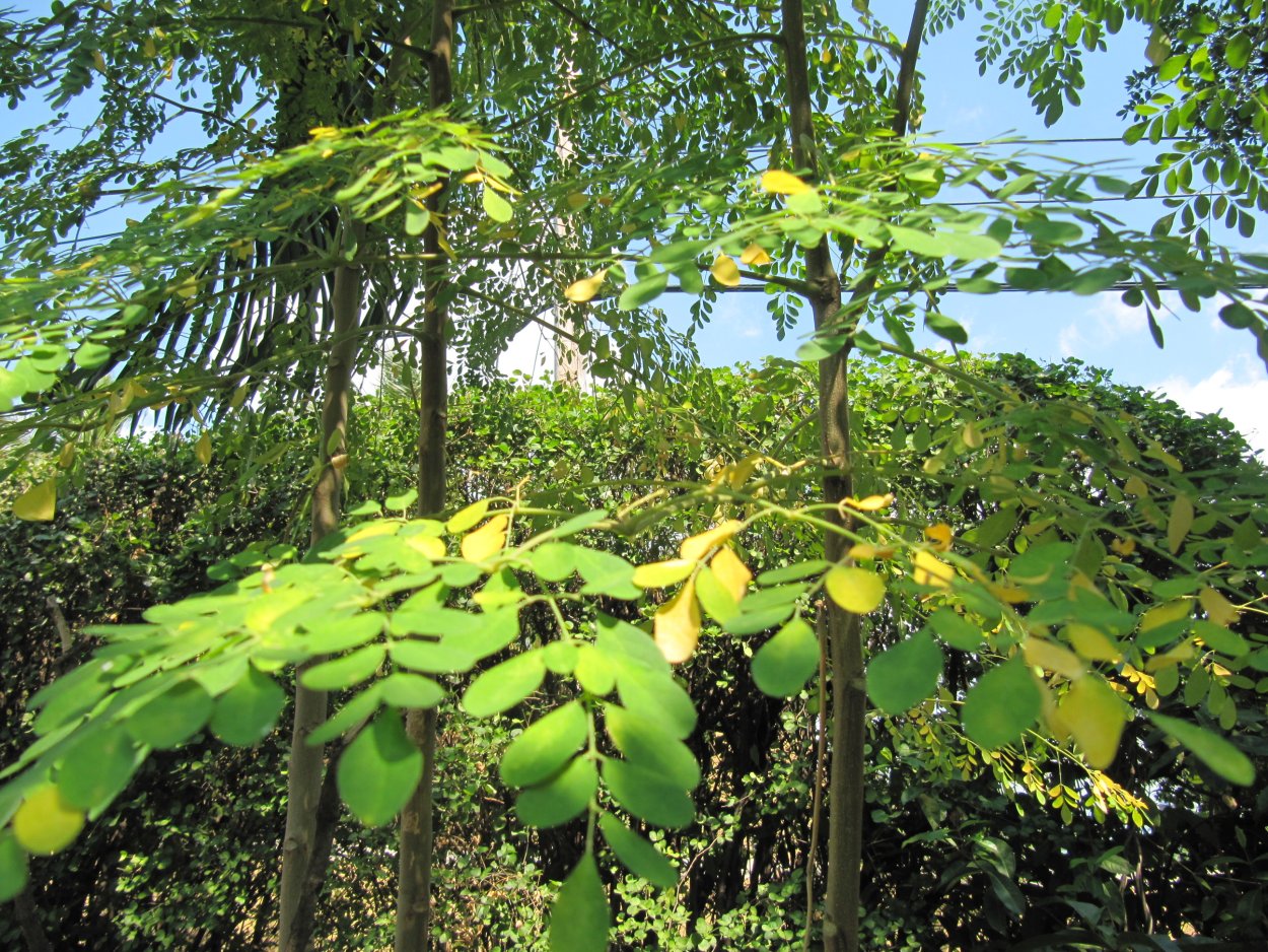 Моринга растение