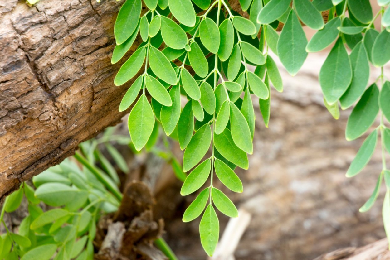 Моринга дерево