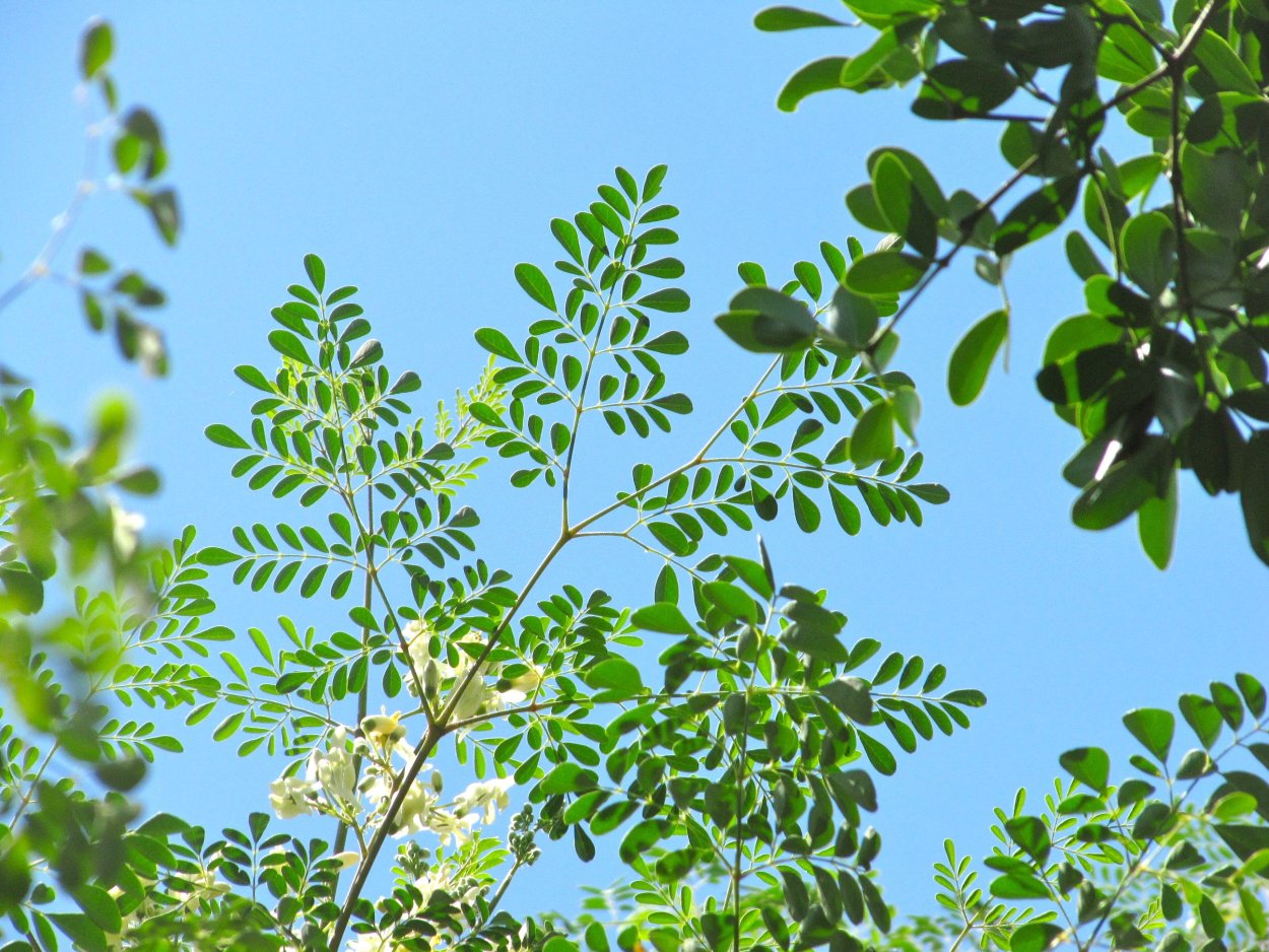 Moringa Oleifera