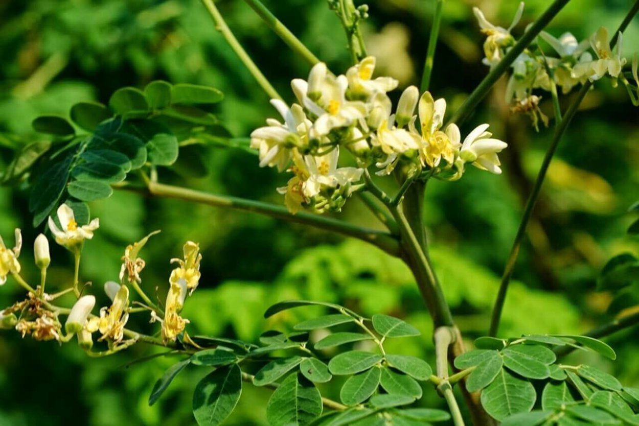 Гималайская Моринга