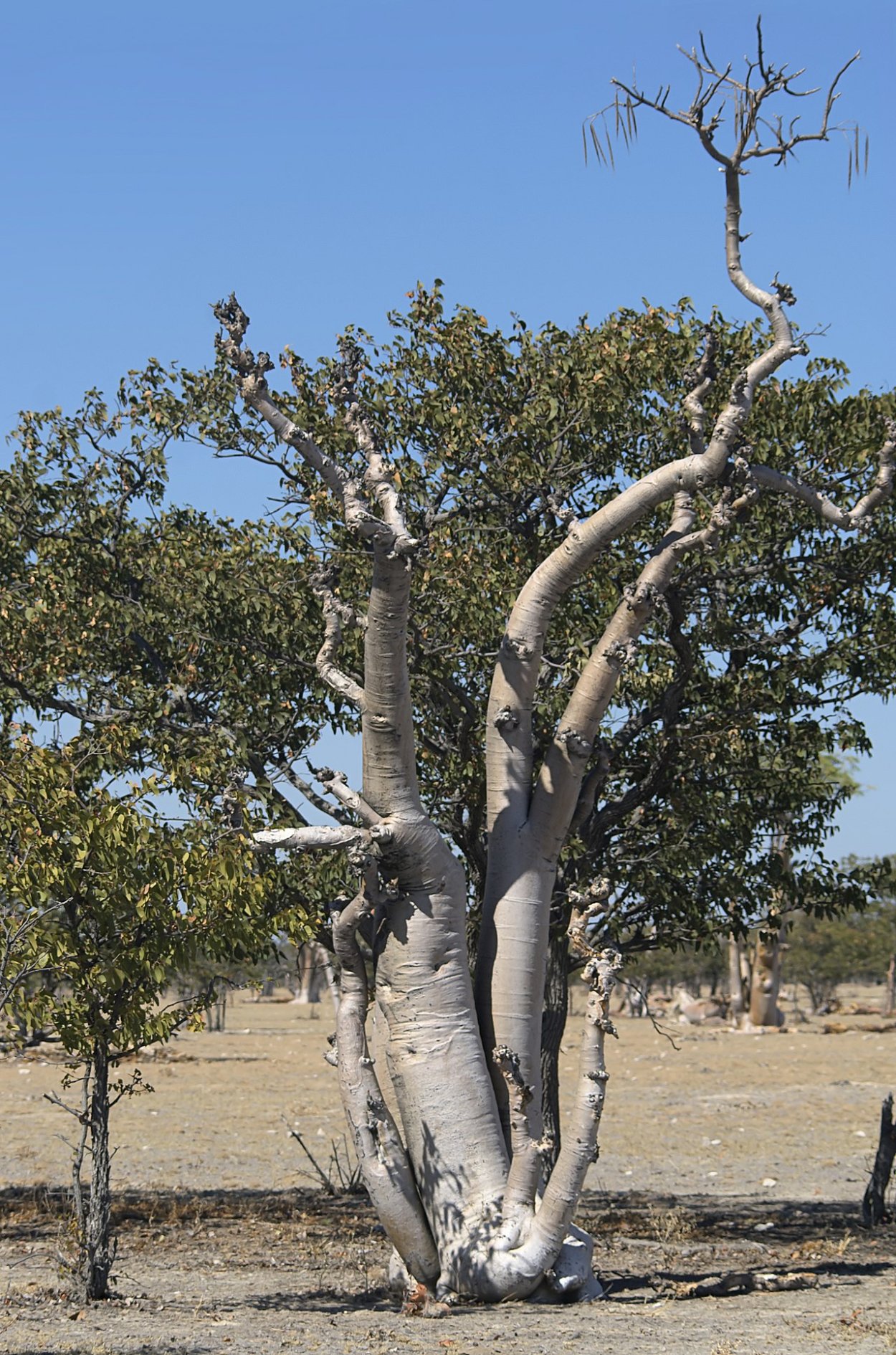 Моринга масличная