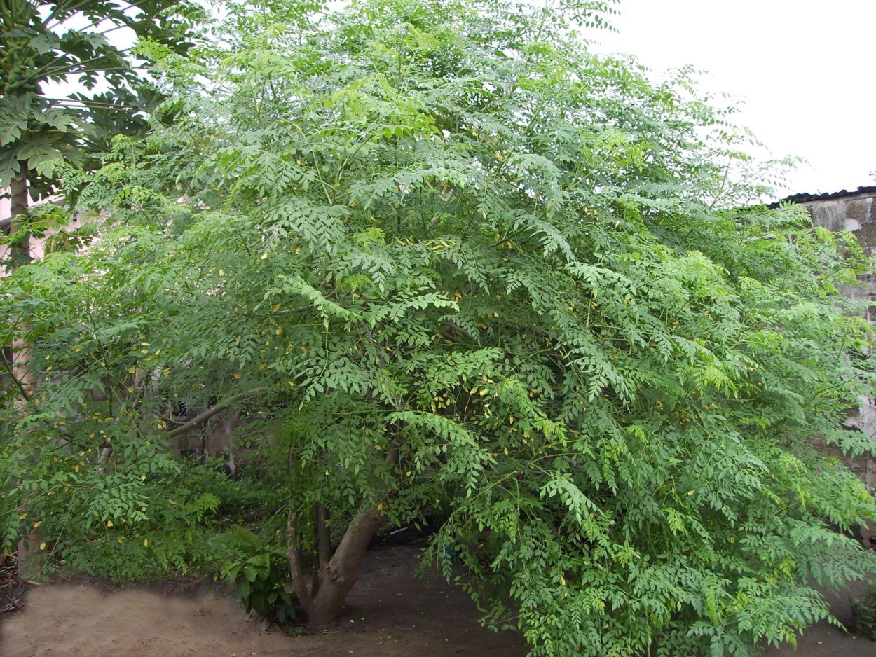 Moringa Capsules Health benefits