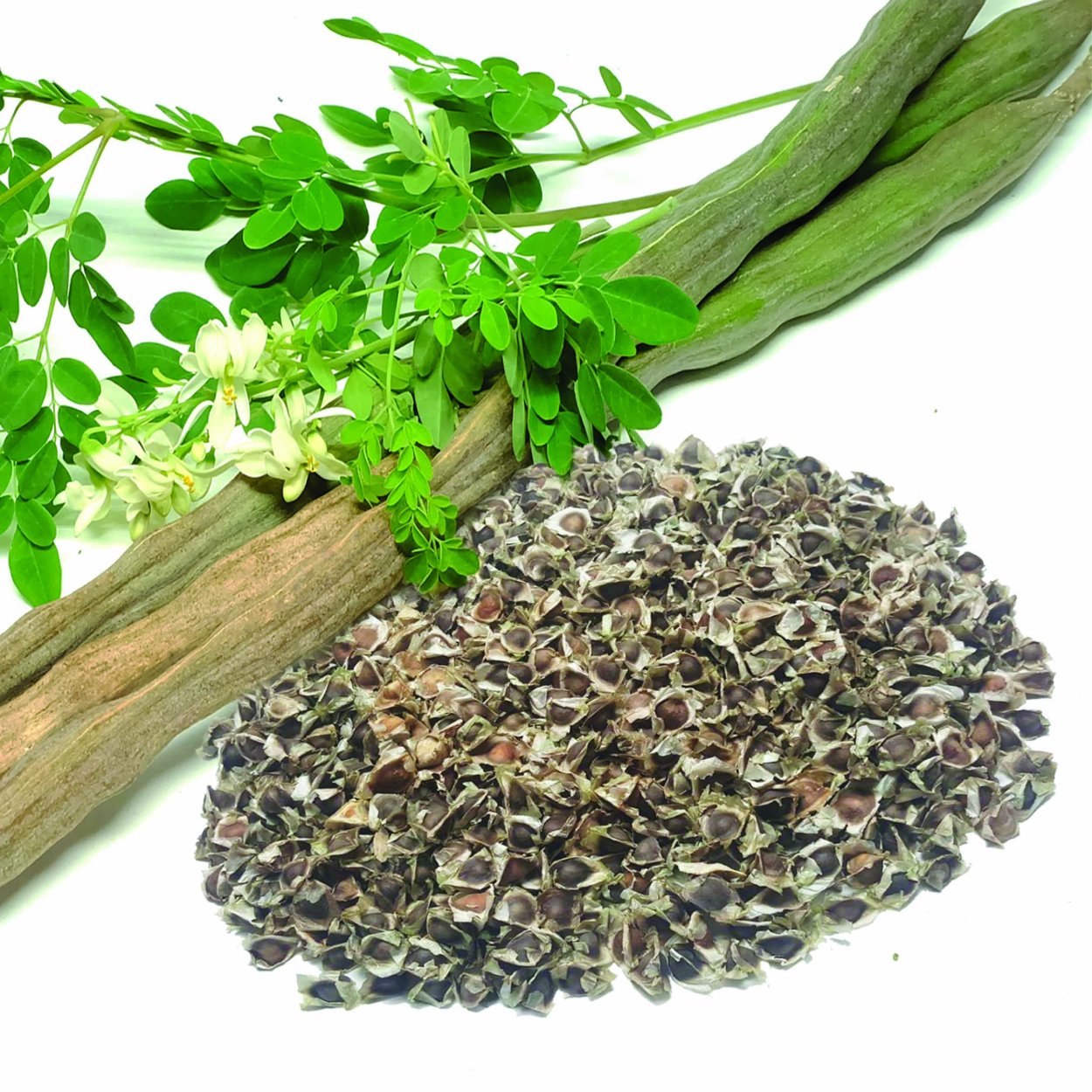 Моринга витамины