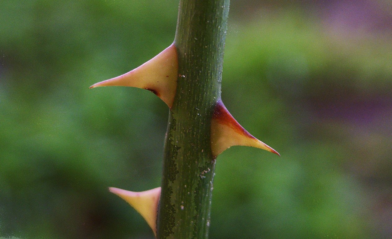 Цветок с шипами на стебле