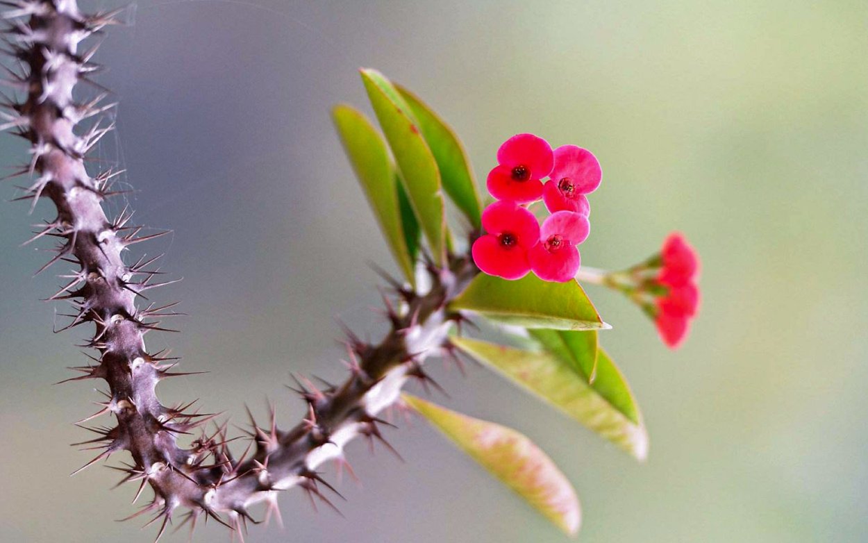 Дурнишник обыкновенный (Xanthium strumarium)