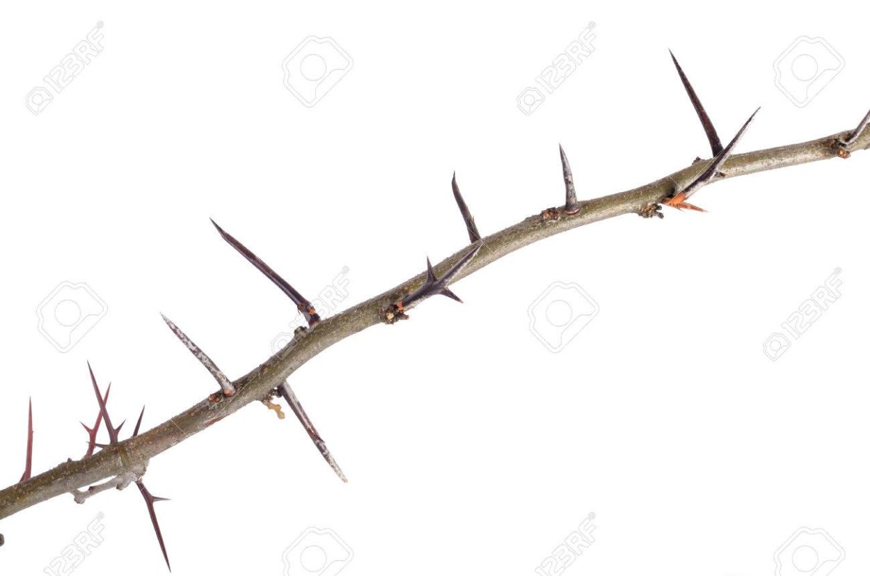 Дерево с острыми шипами