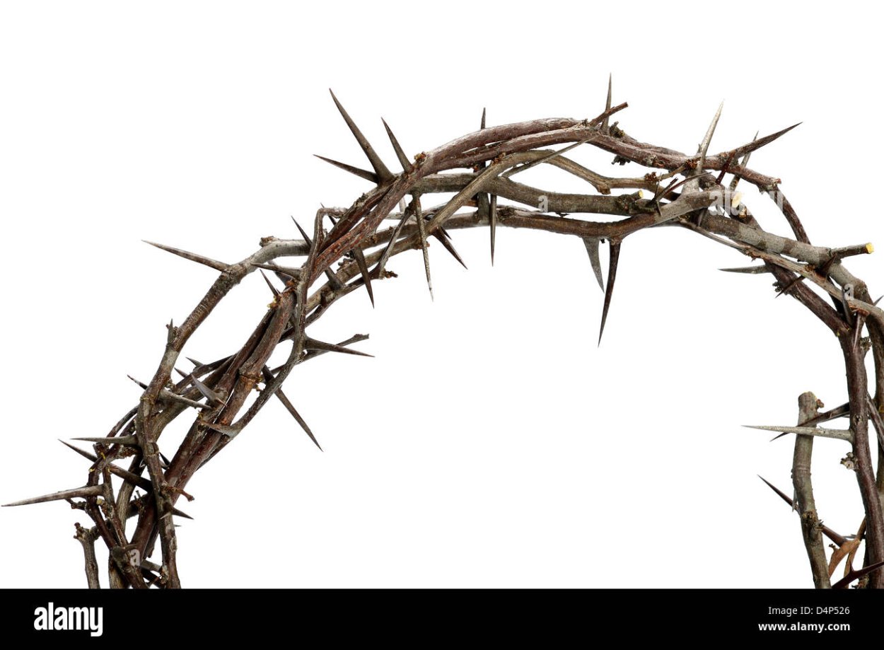 Дерево с колючками на стволе