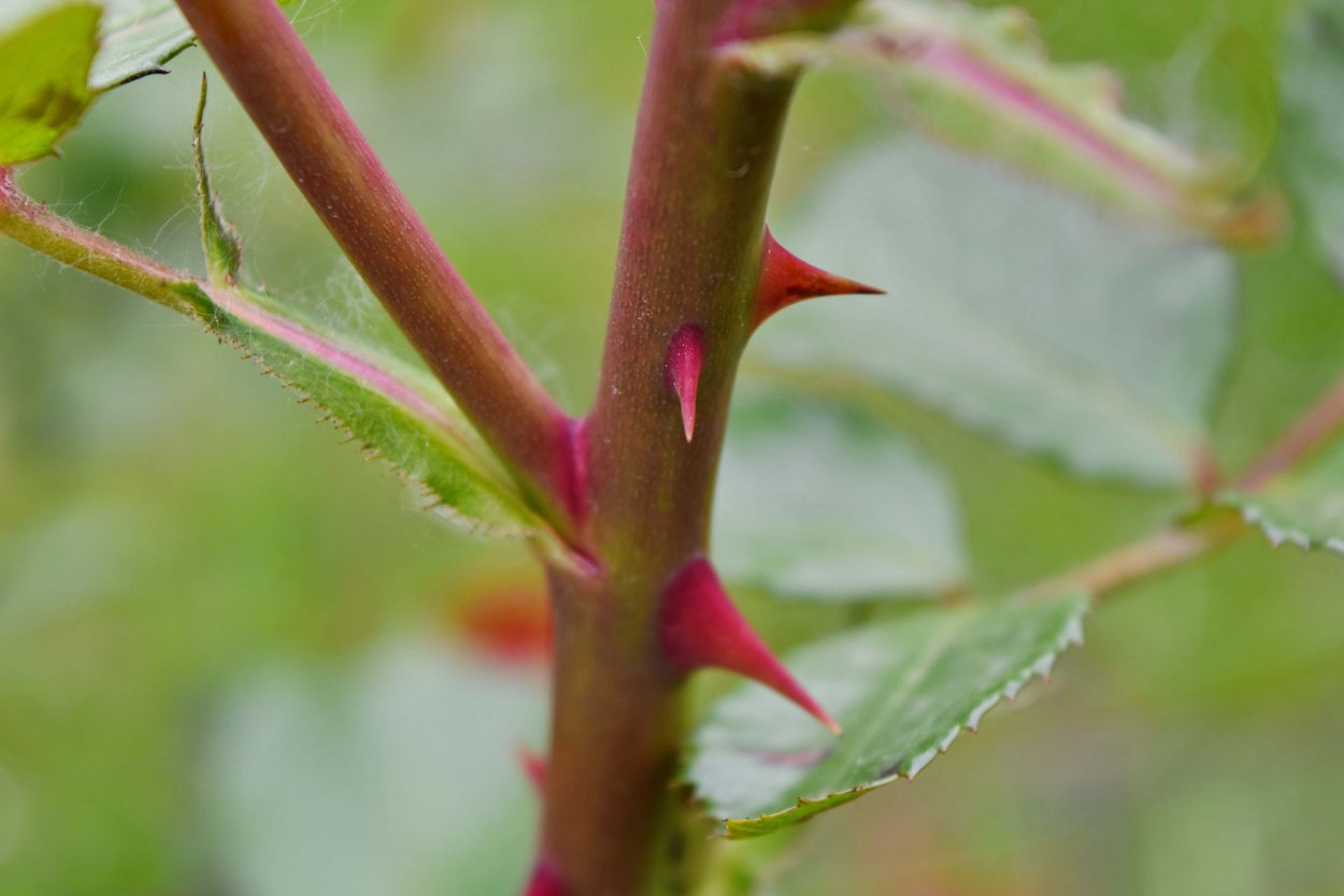 Палка с колючками