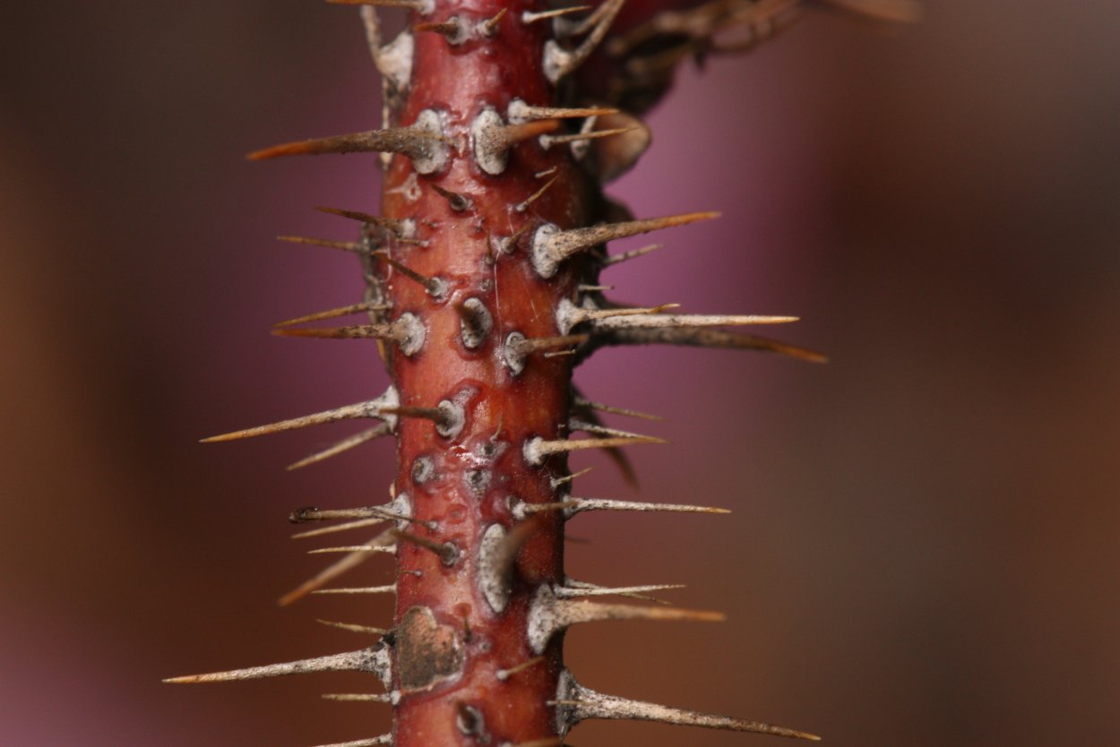 Шипастые лозы