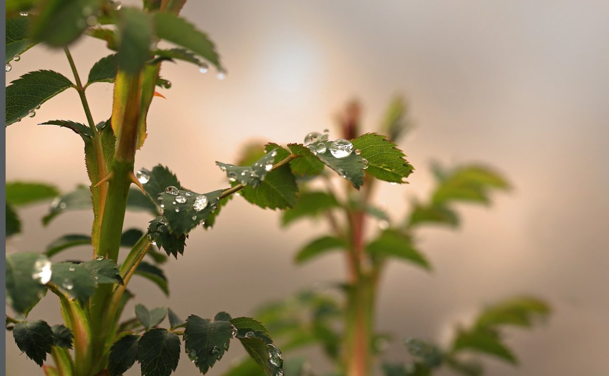 Колючки розы