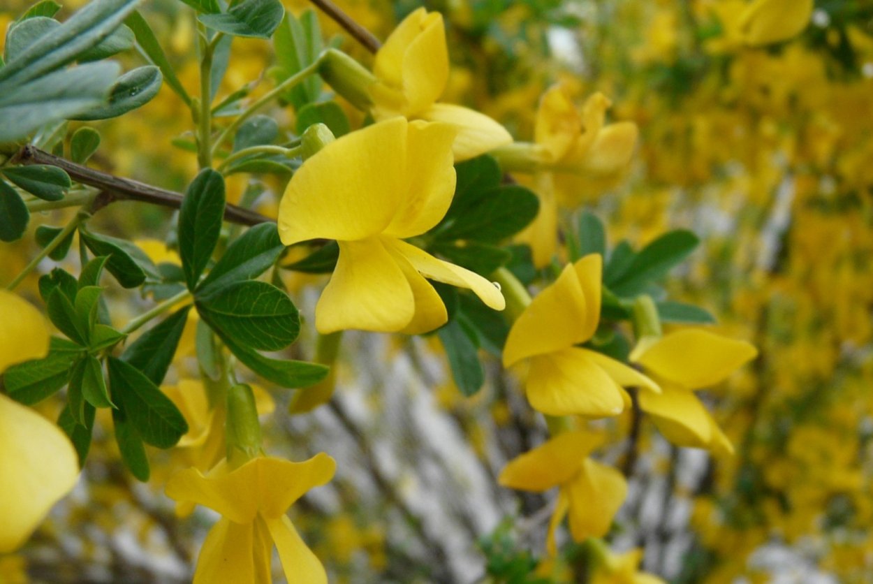 Карагана кустарниковая