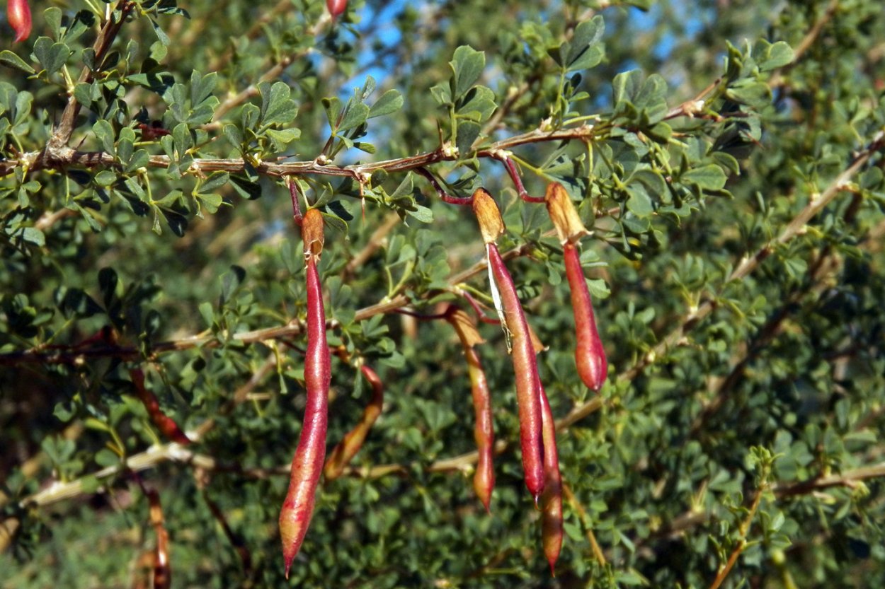 Карагана кустарниковая