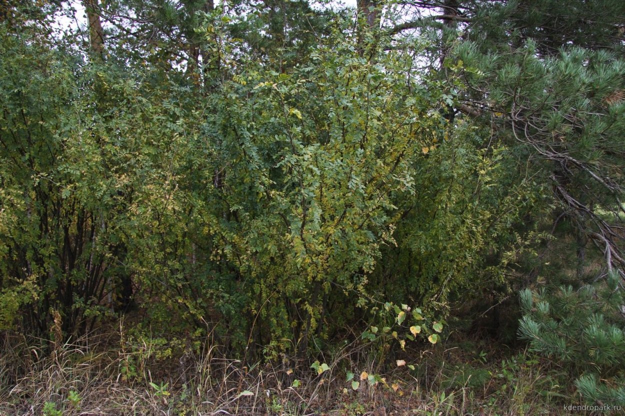 Растения иллюстрации