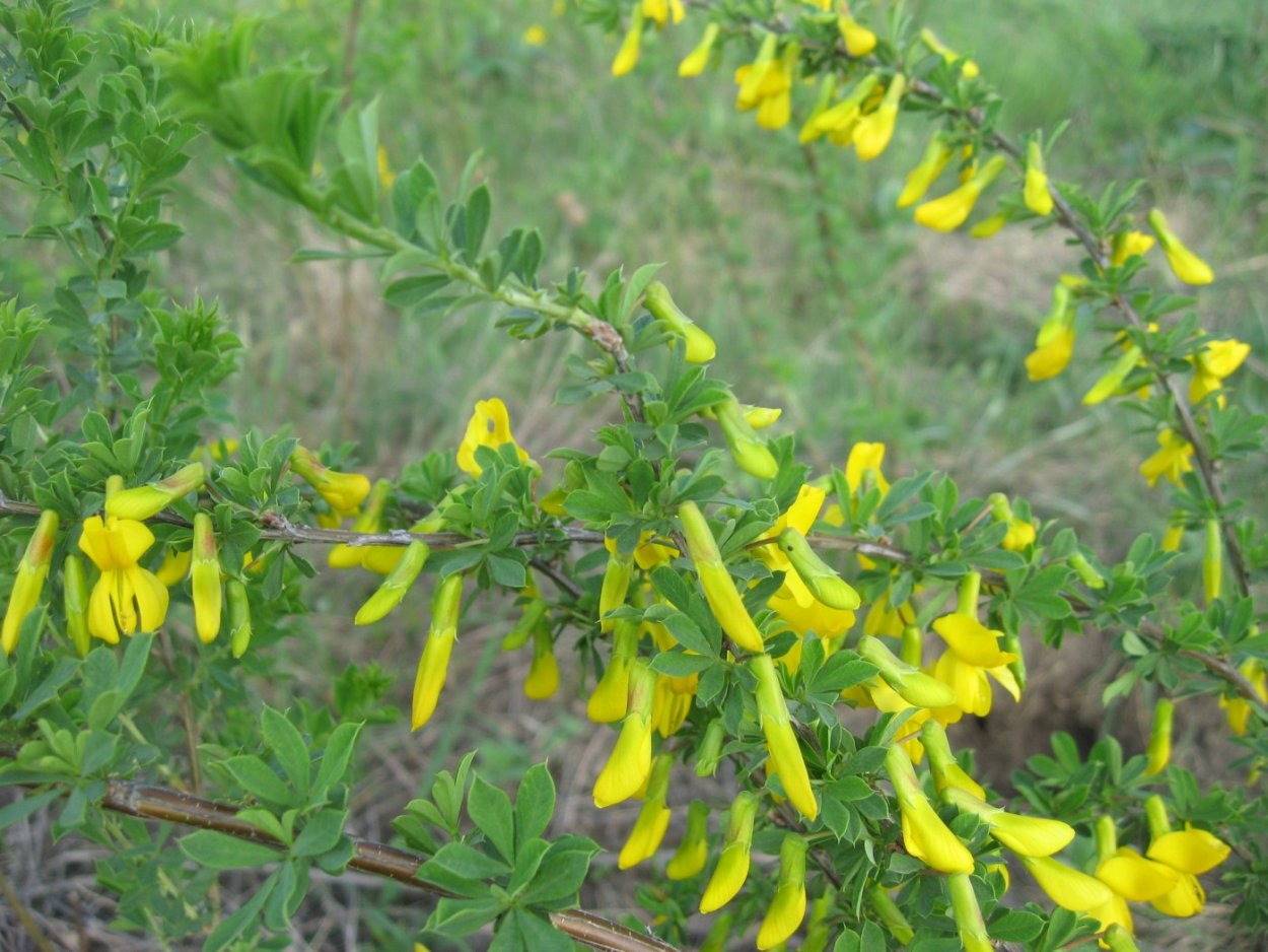 Карагана Чилига