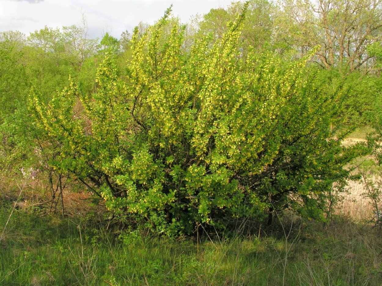 Акация подалириелистная (Acacia podalyriifolia)