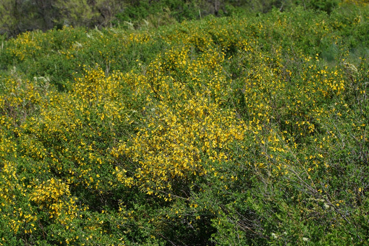Дереза Карагана кустарниковая