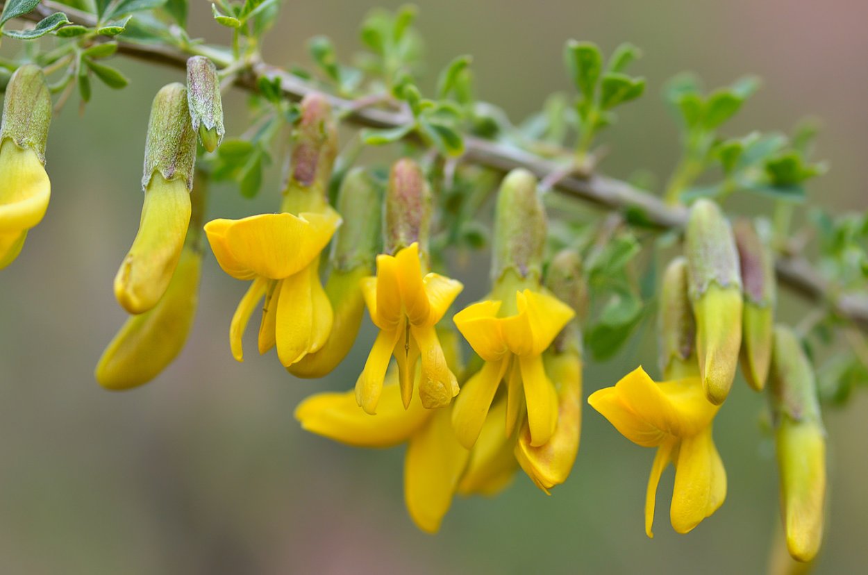 Карагана Чилига