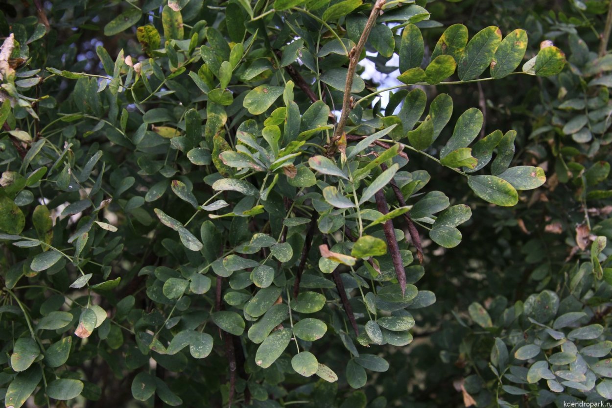 Акация желтая Карагана