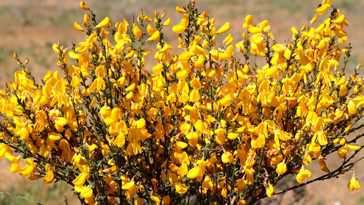 Чилига Степная