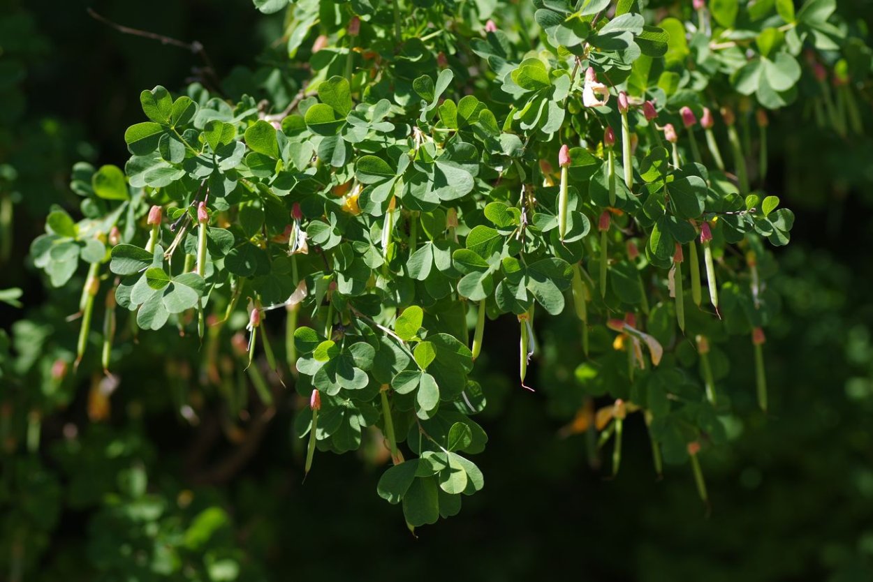 Карагана кустарниковая