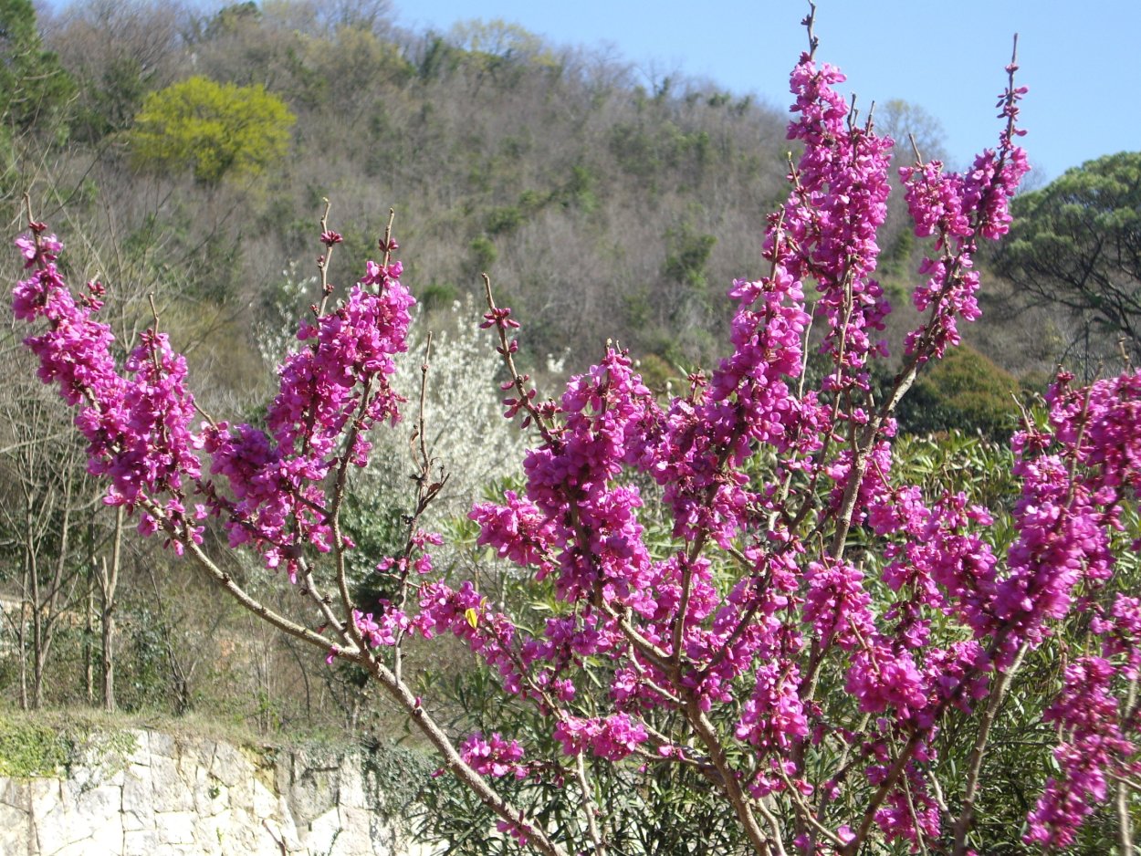 Карагана кустарниковая Caraganafrutex