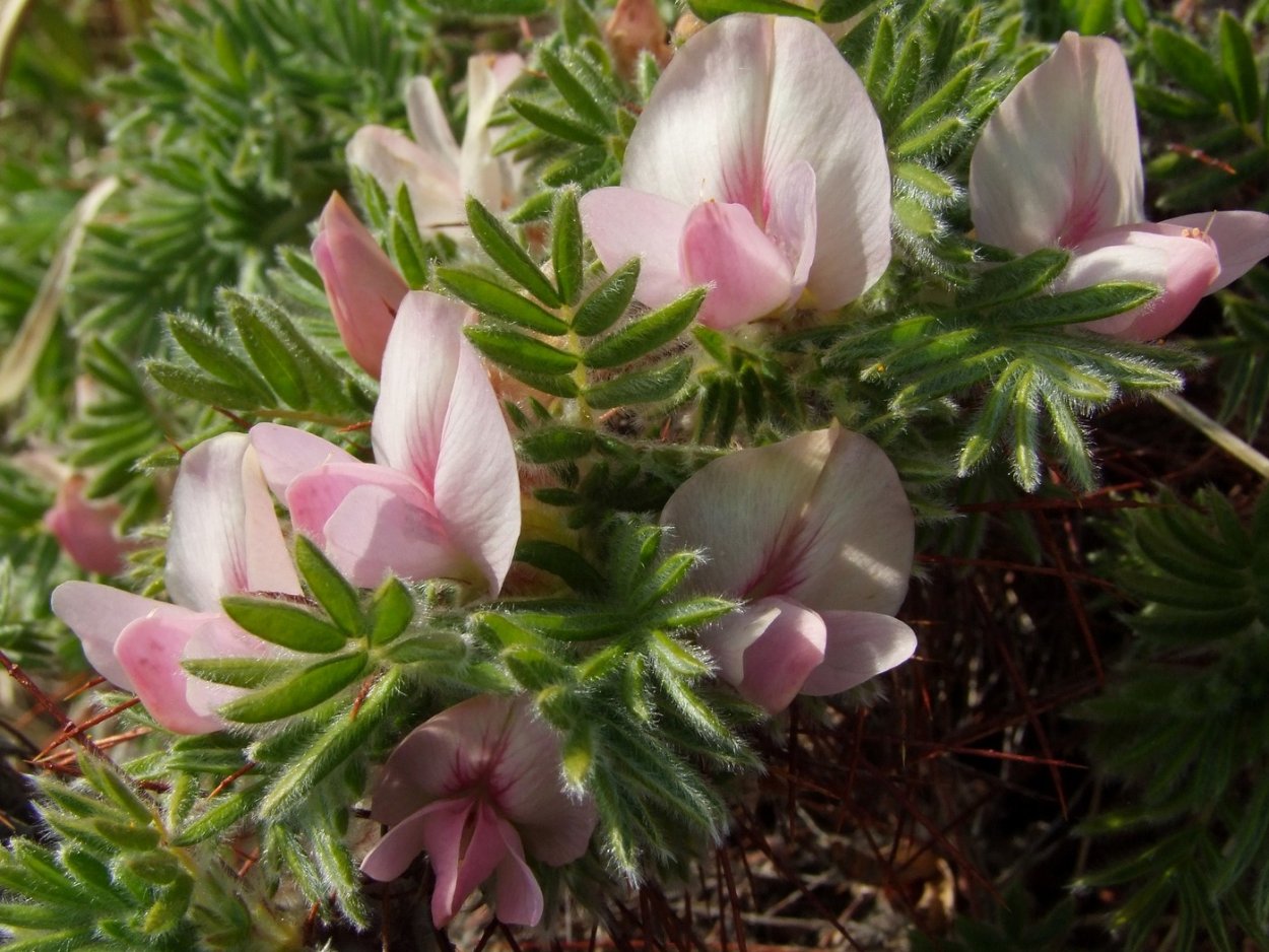 Растение Индигофера красильная