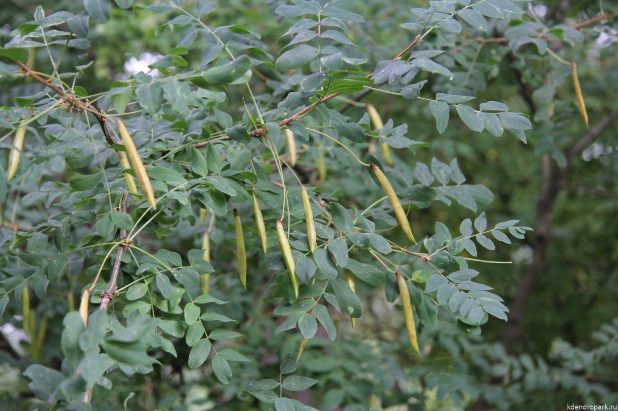 Акация желтая Caragana arborescens
