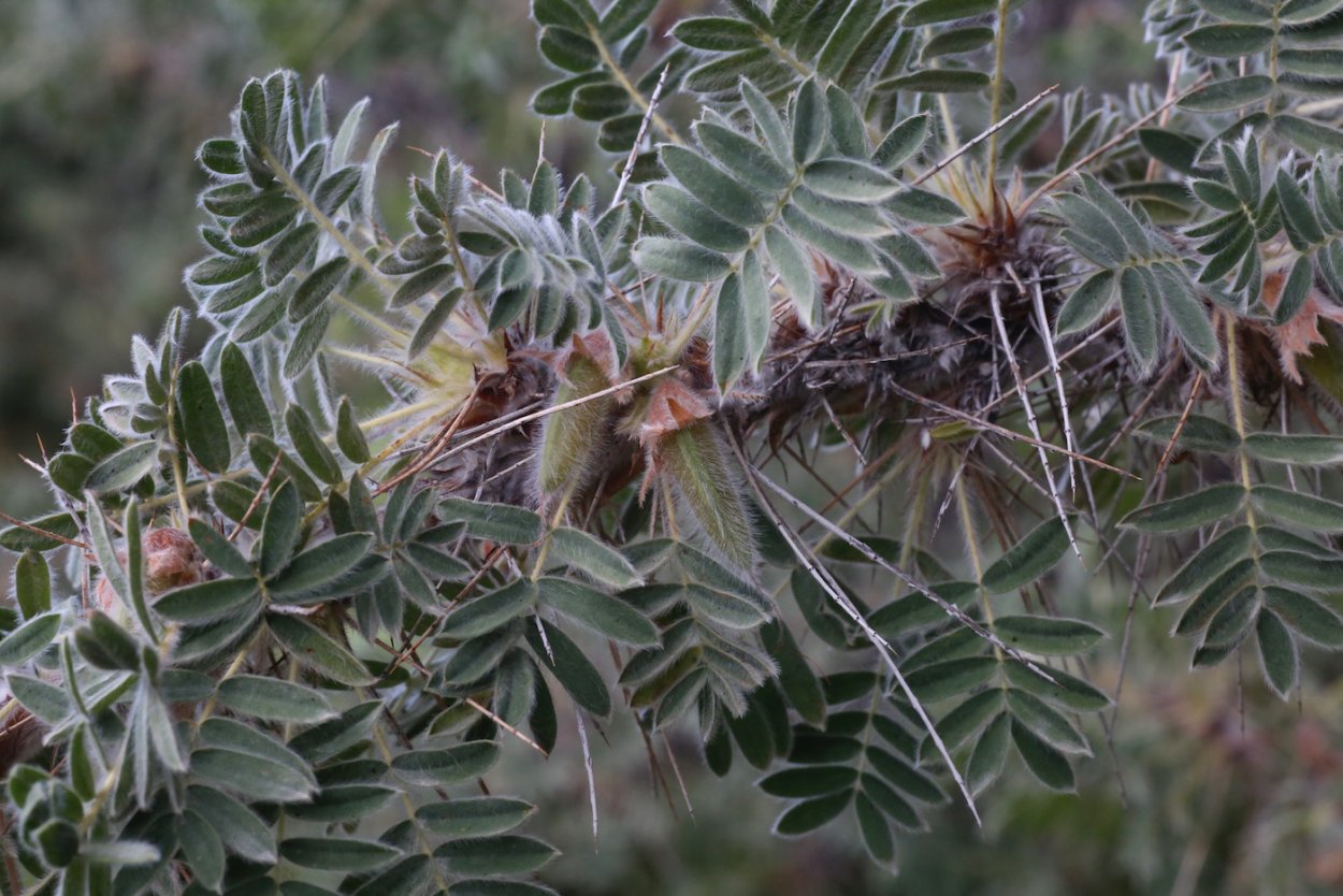 Карагана гривастая верблюжий хвост