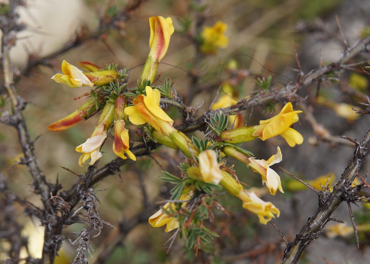Карагана гривастая верблюжий хвост