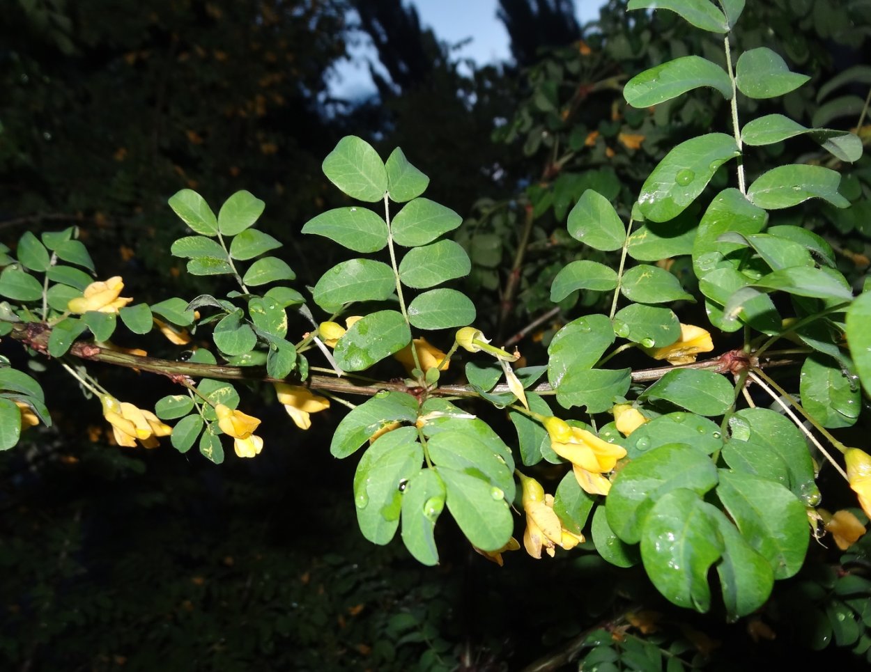 Dried Flowers сухоцветы