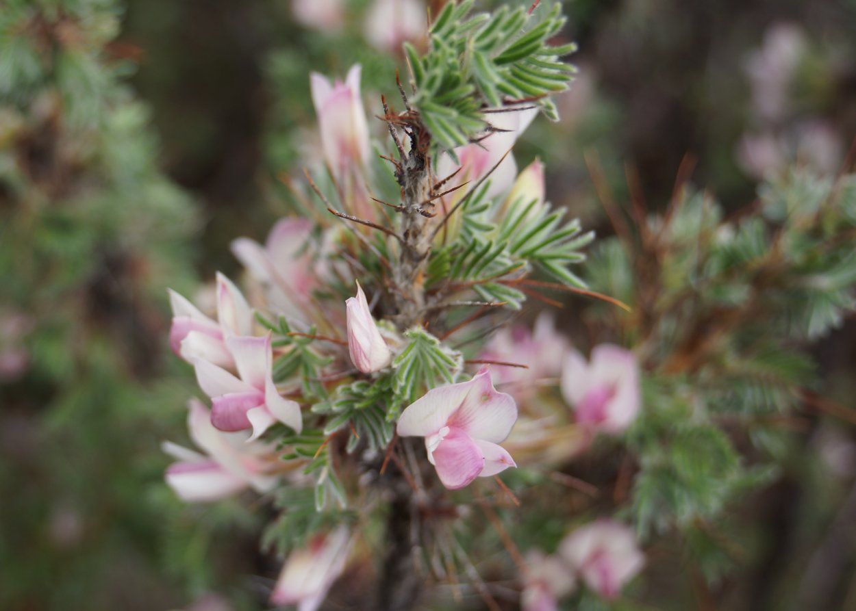 Карагана кустарниковая
