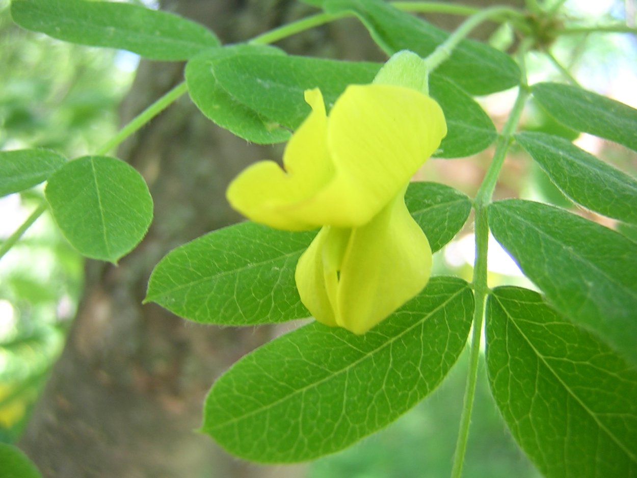 Акация Карагана