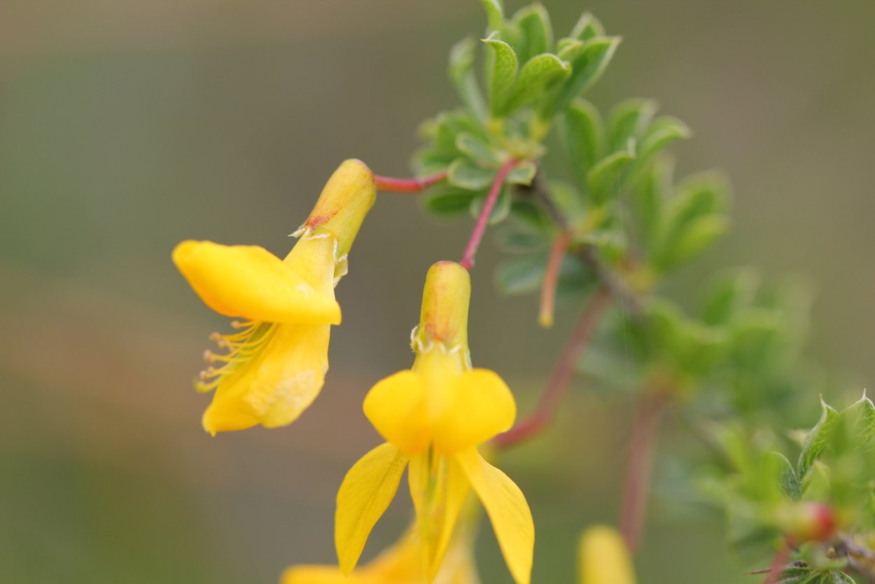 Карагана древовидная (Caragana arborescens)