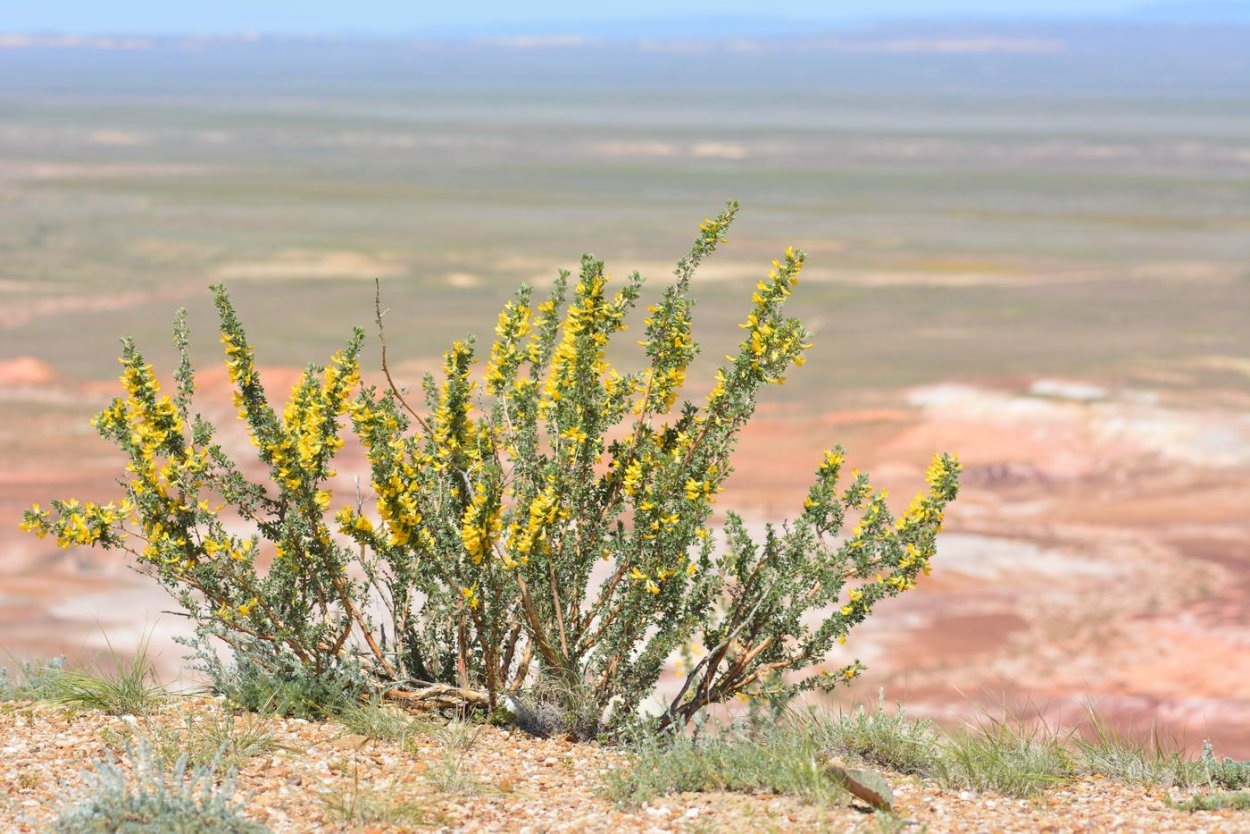 Карагана гривастая верблюжий хвост