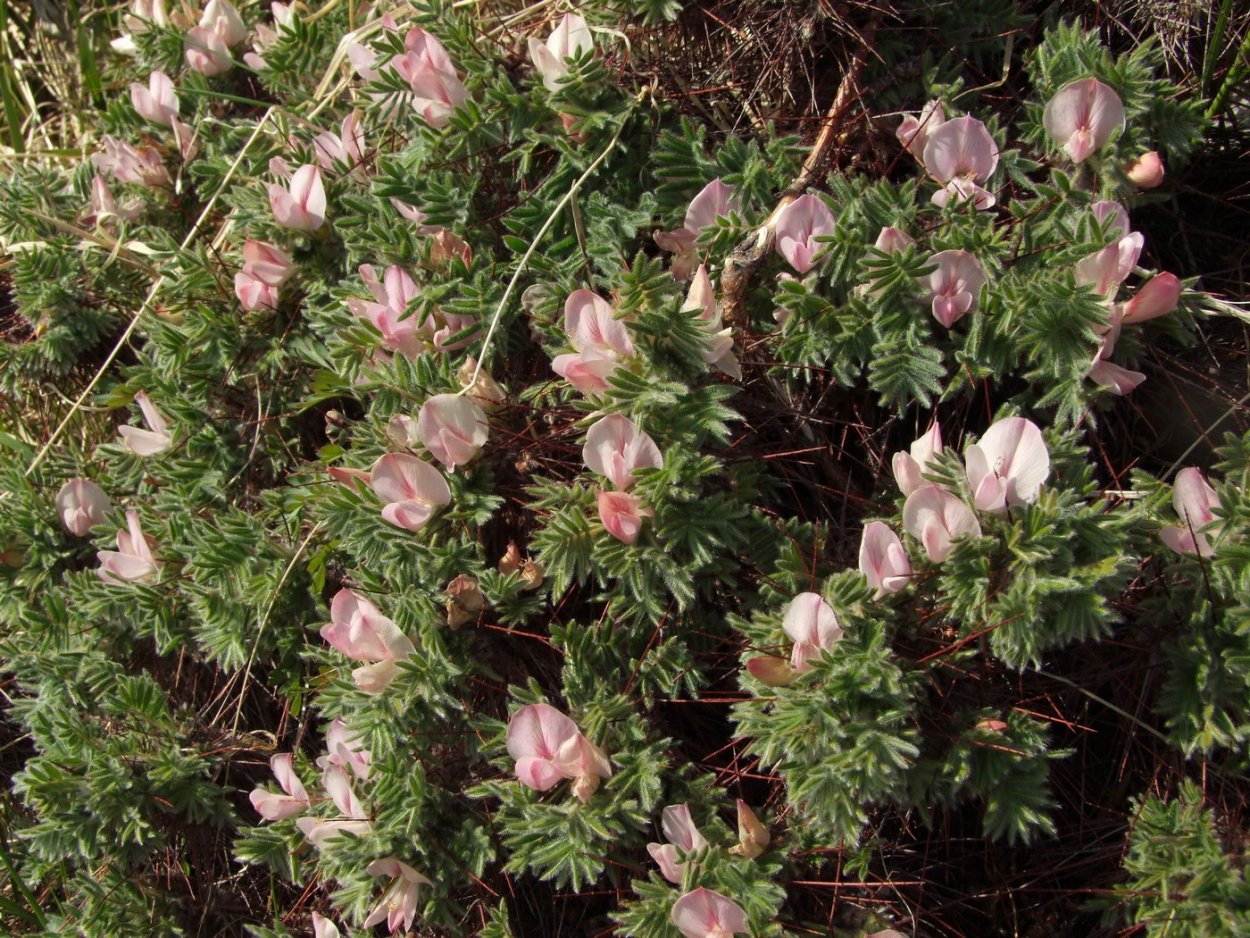 Папоротник Геншин