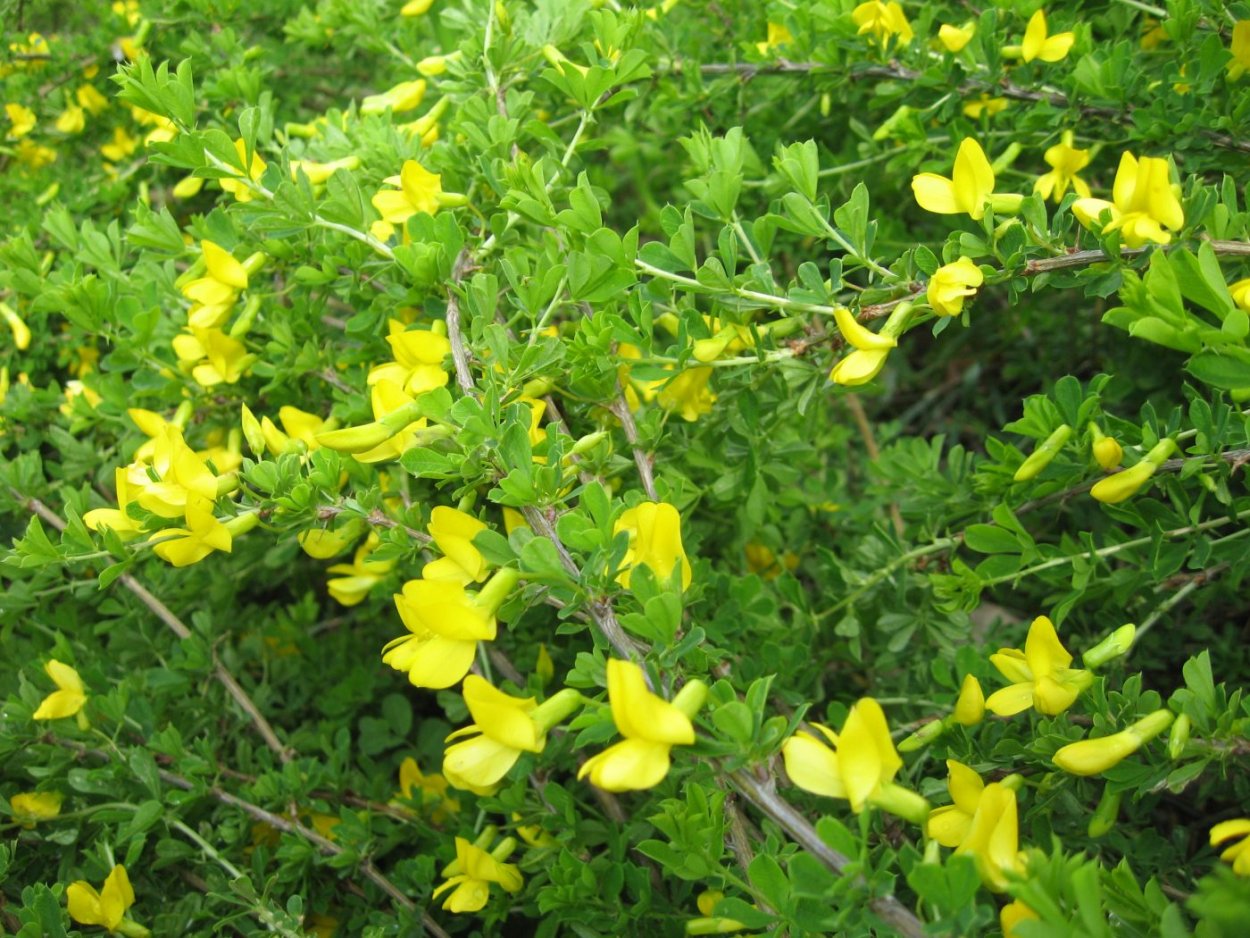 Дереза Карагана кустарниковая