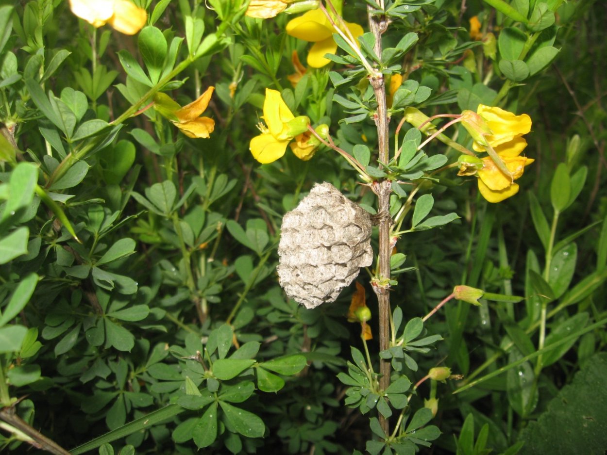 Многорядник Брауна