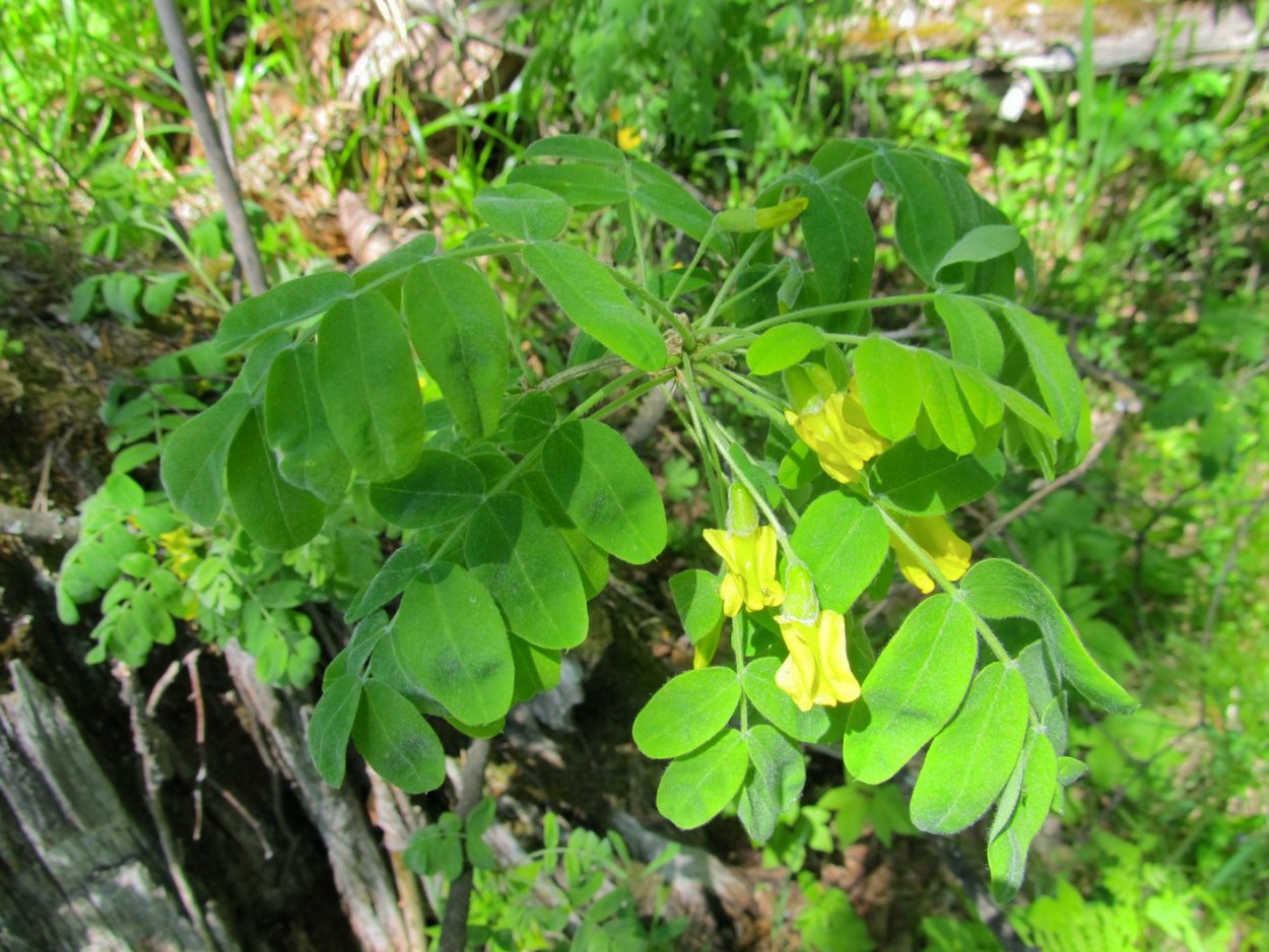 Карагана кустарниковая