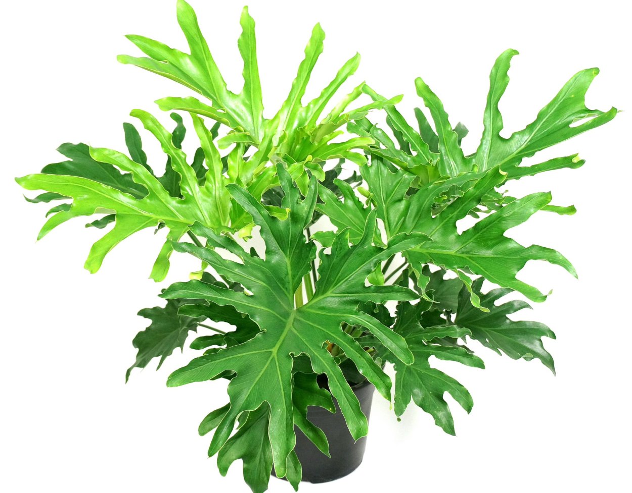 Филодендрон Florida Ghost