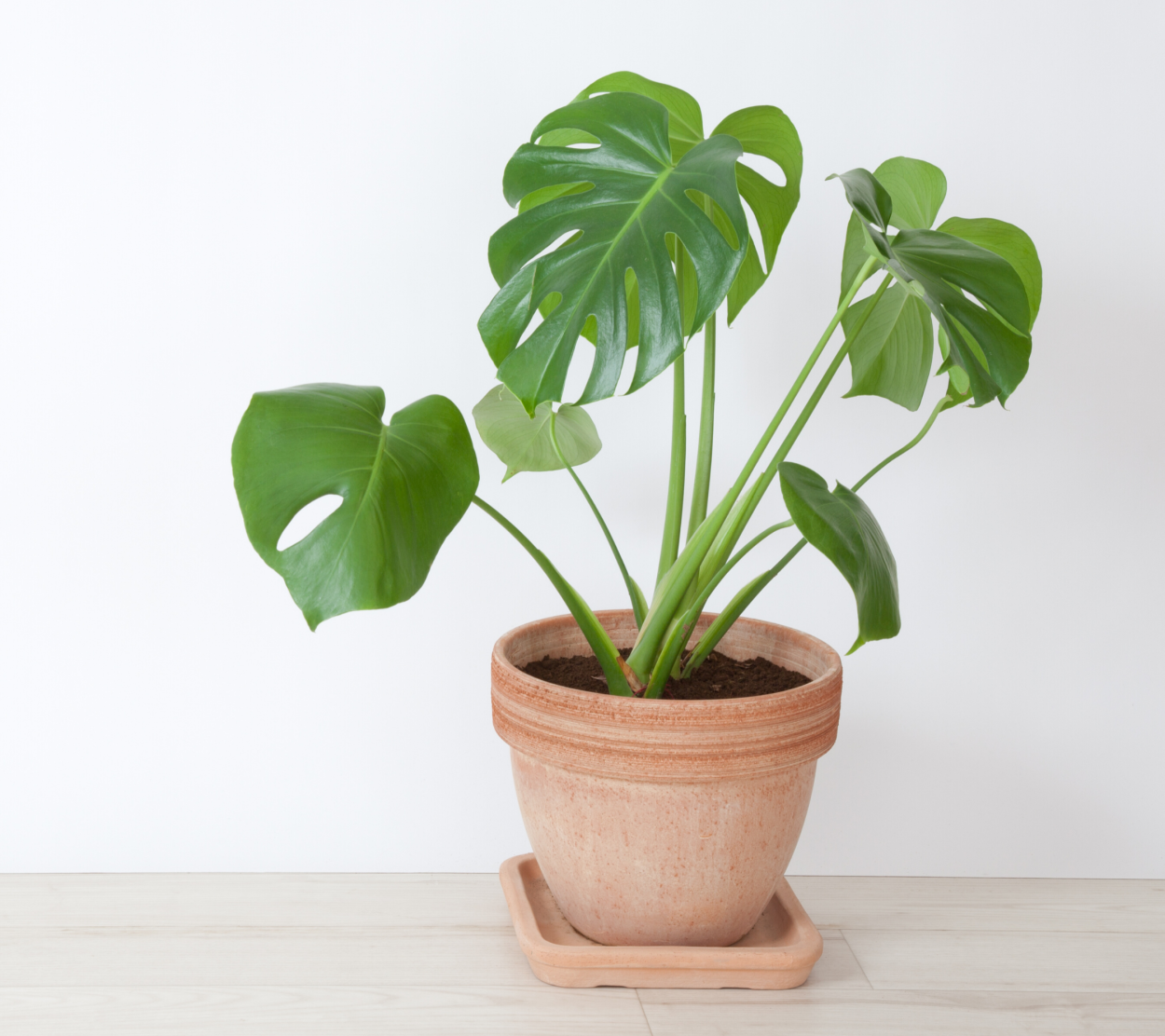 Филодендрон дваждыперистонадрезанный