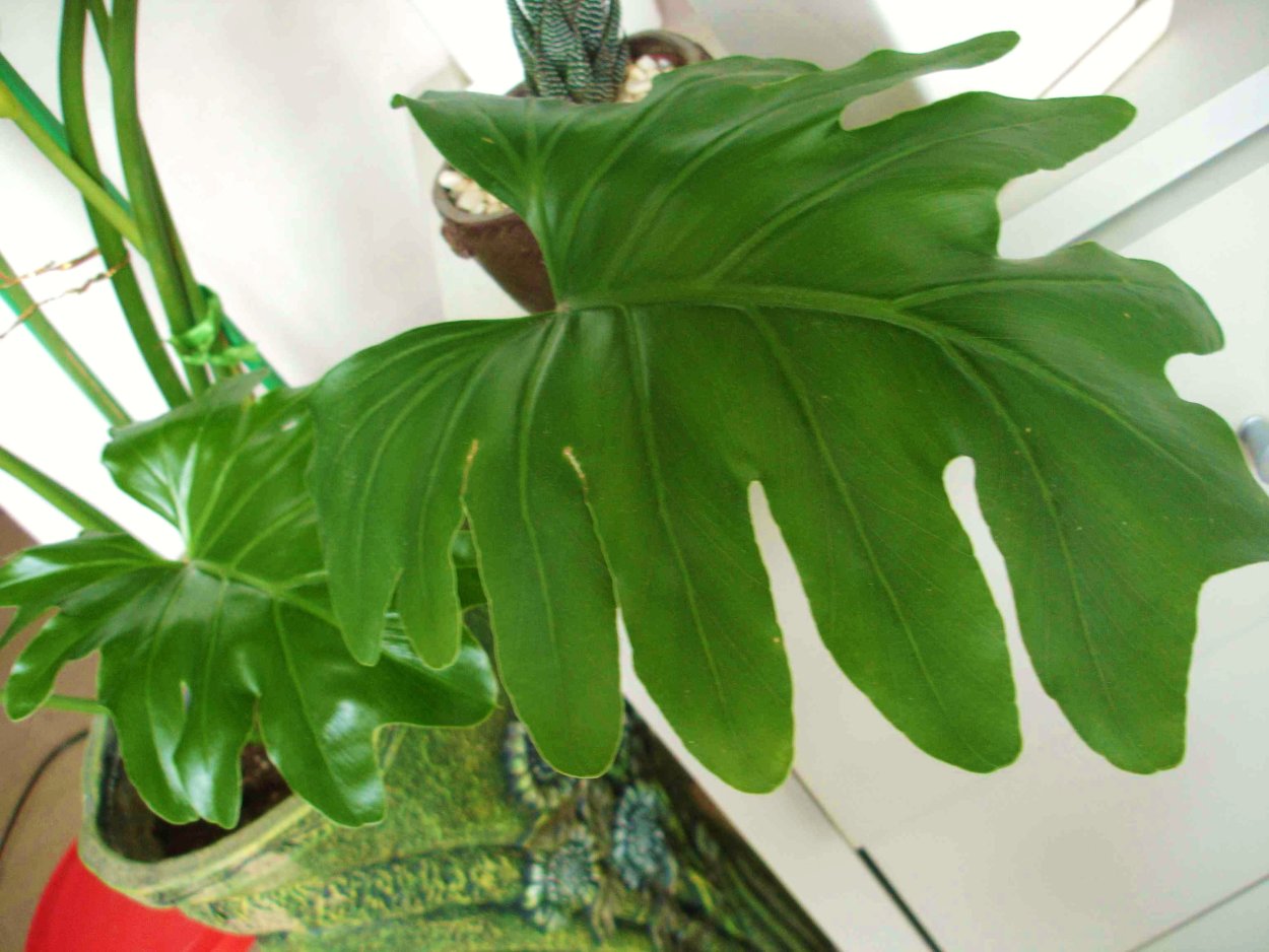 Philodendron mamei Gloriosum Dark form
