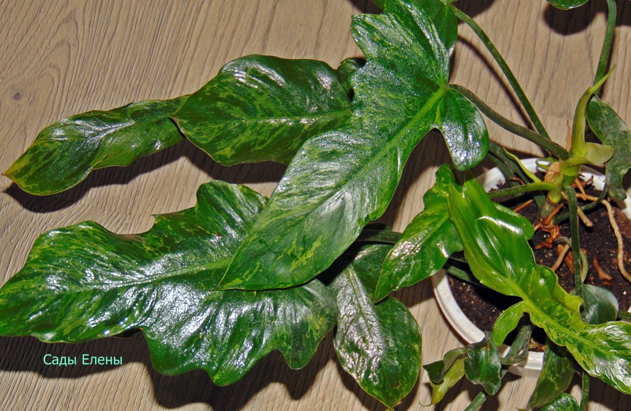 Филодендрон Блэк вельвет