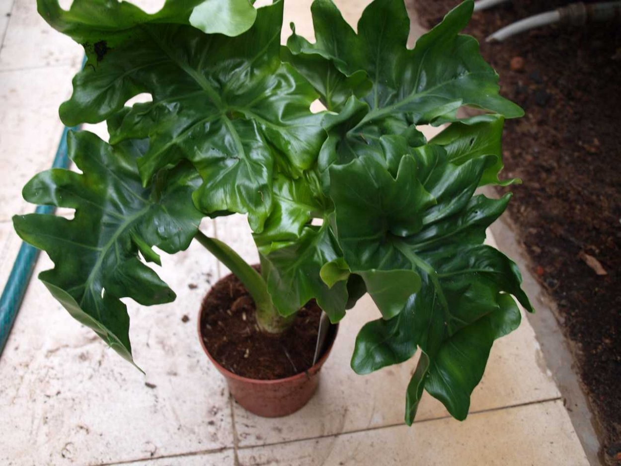 Филодендрон т31