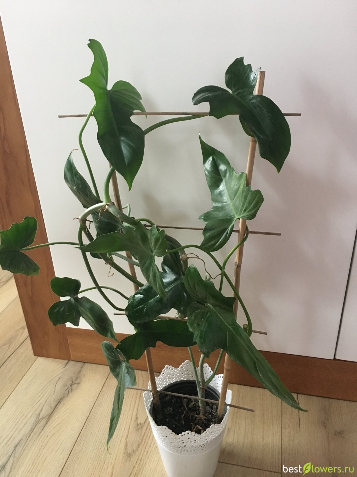 Филодендрон дваждыперистый