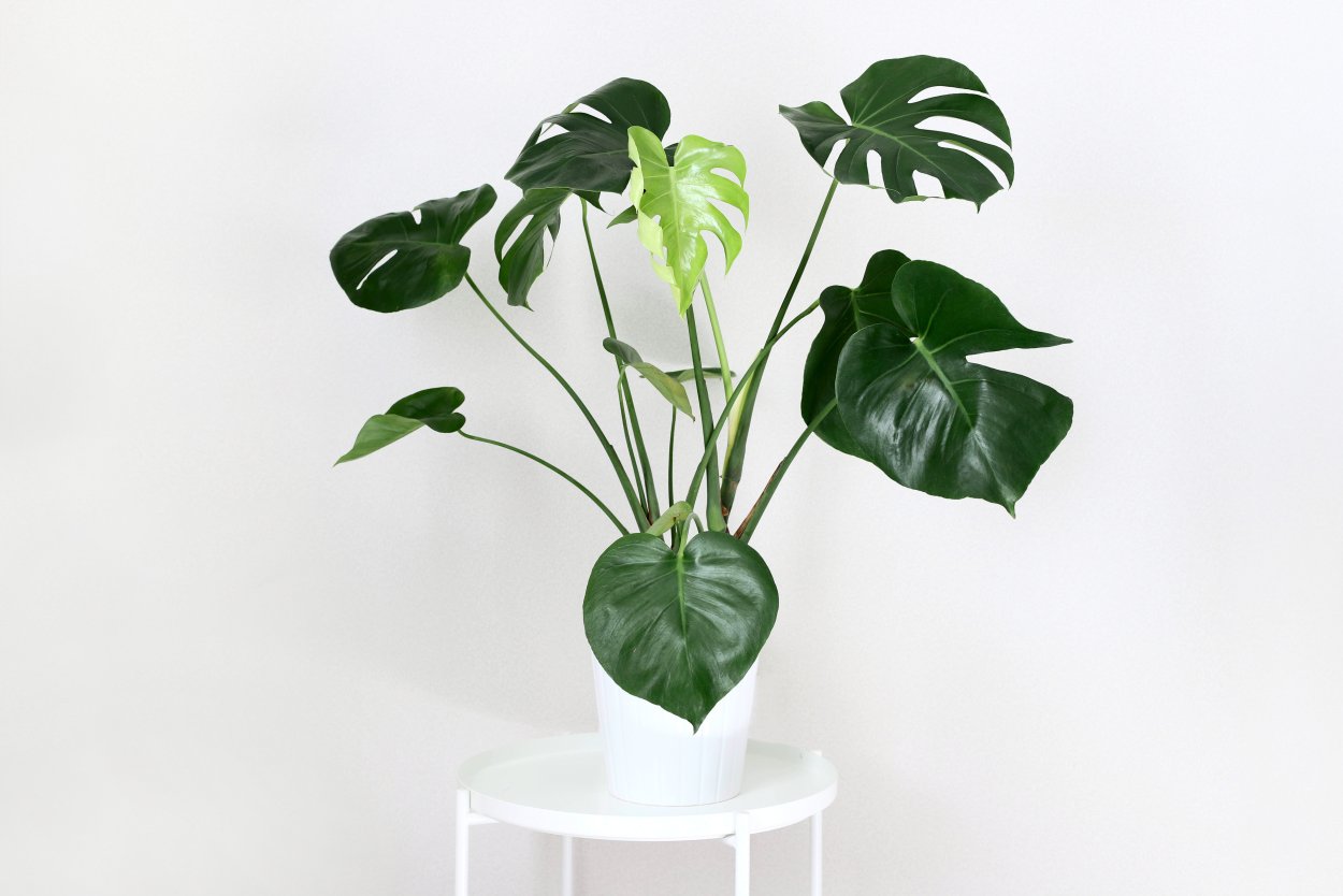 Филодендрон верокосум