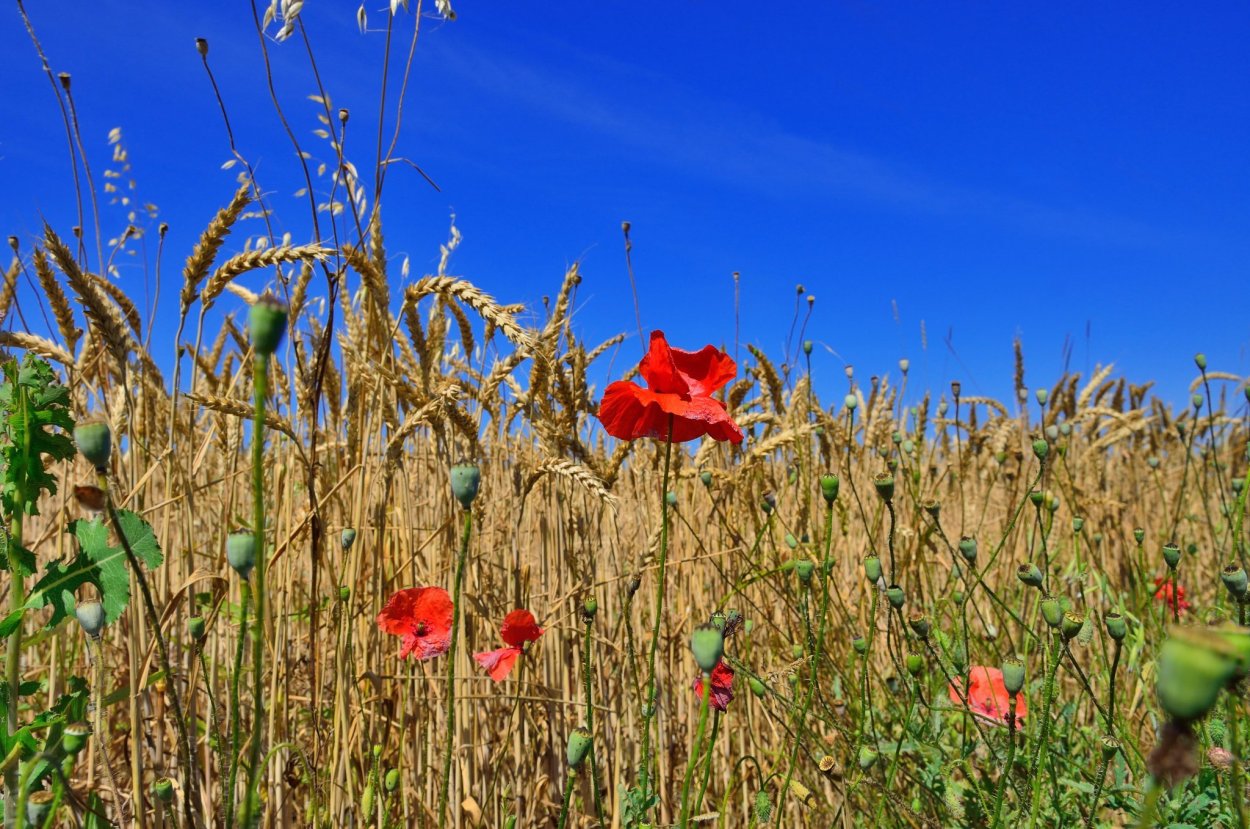 Кубанские поля цветов