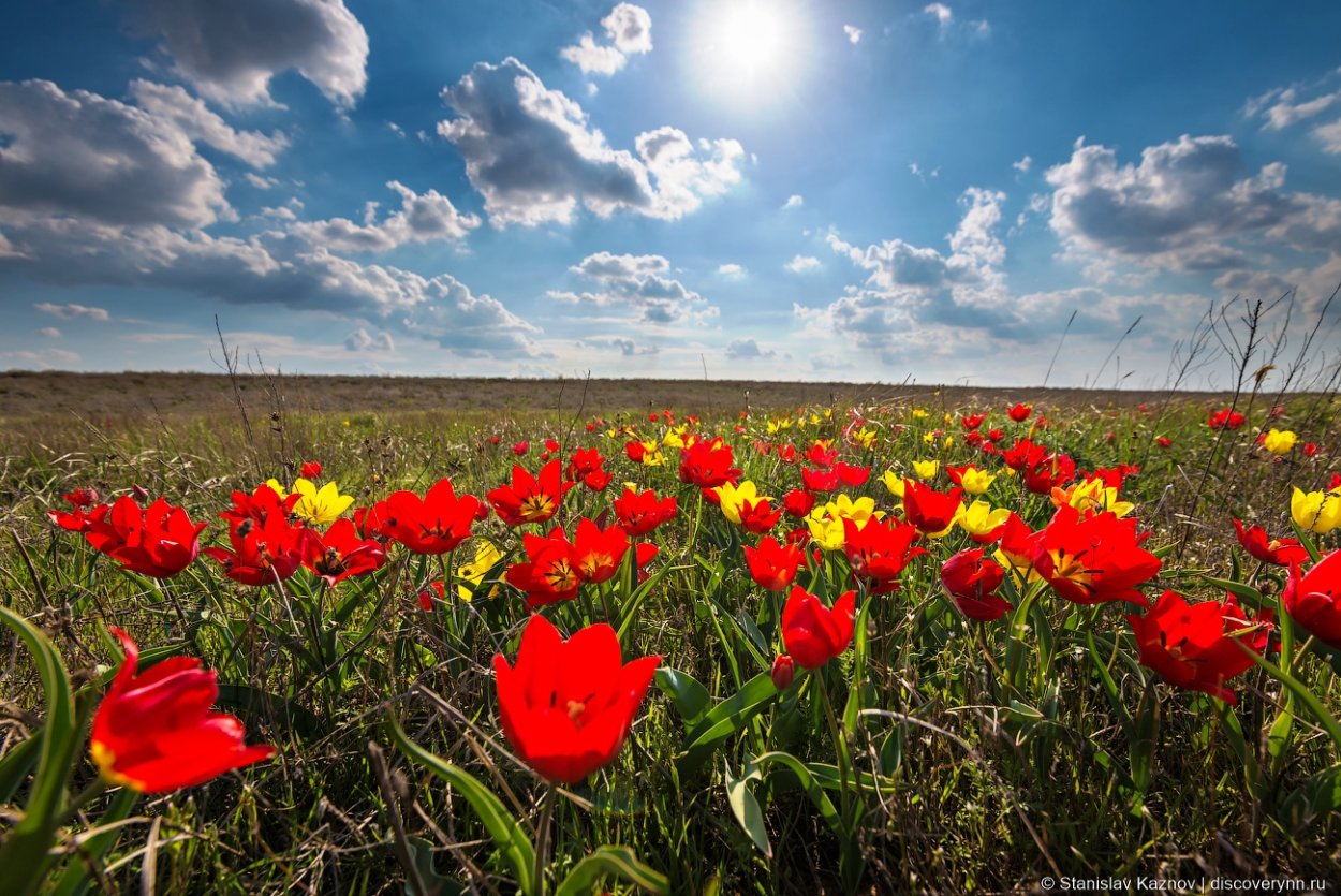 Тюльпаны Шренка Баскунчак