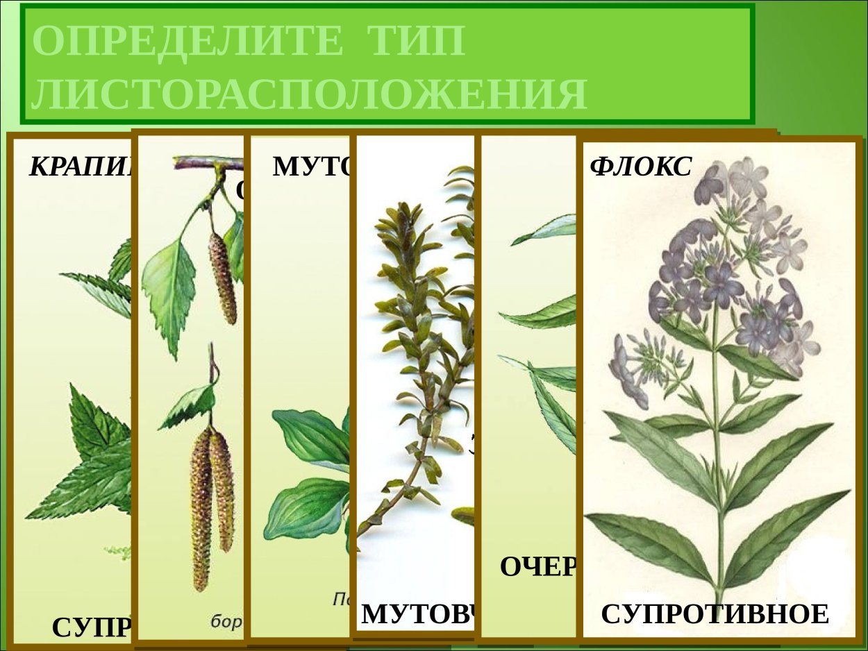 Традесканция листорасположение