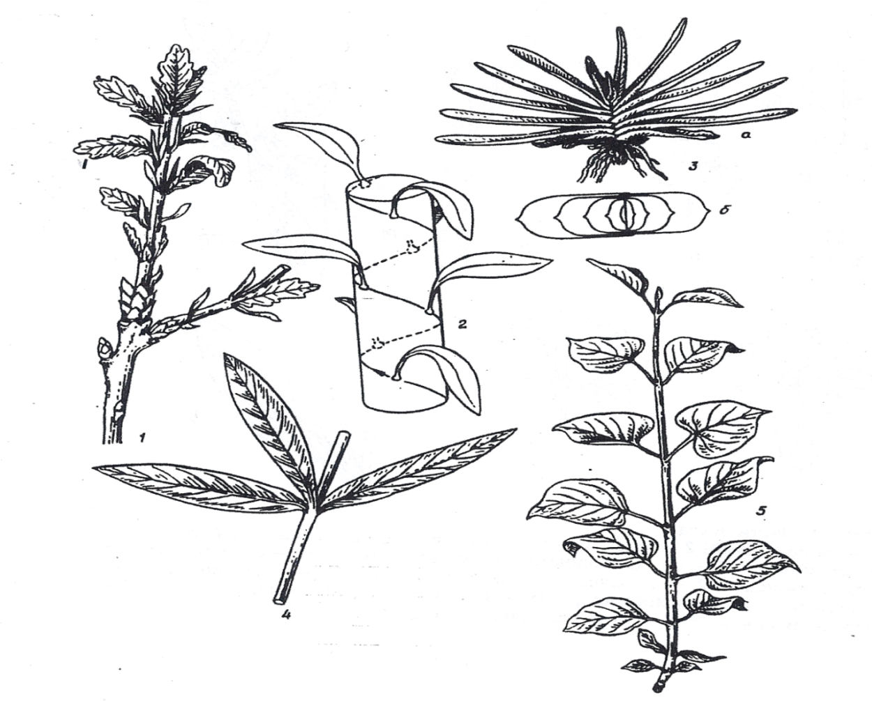 Олеандр листорасположение