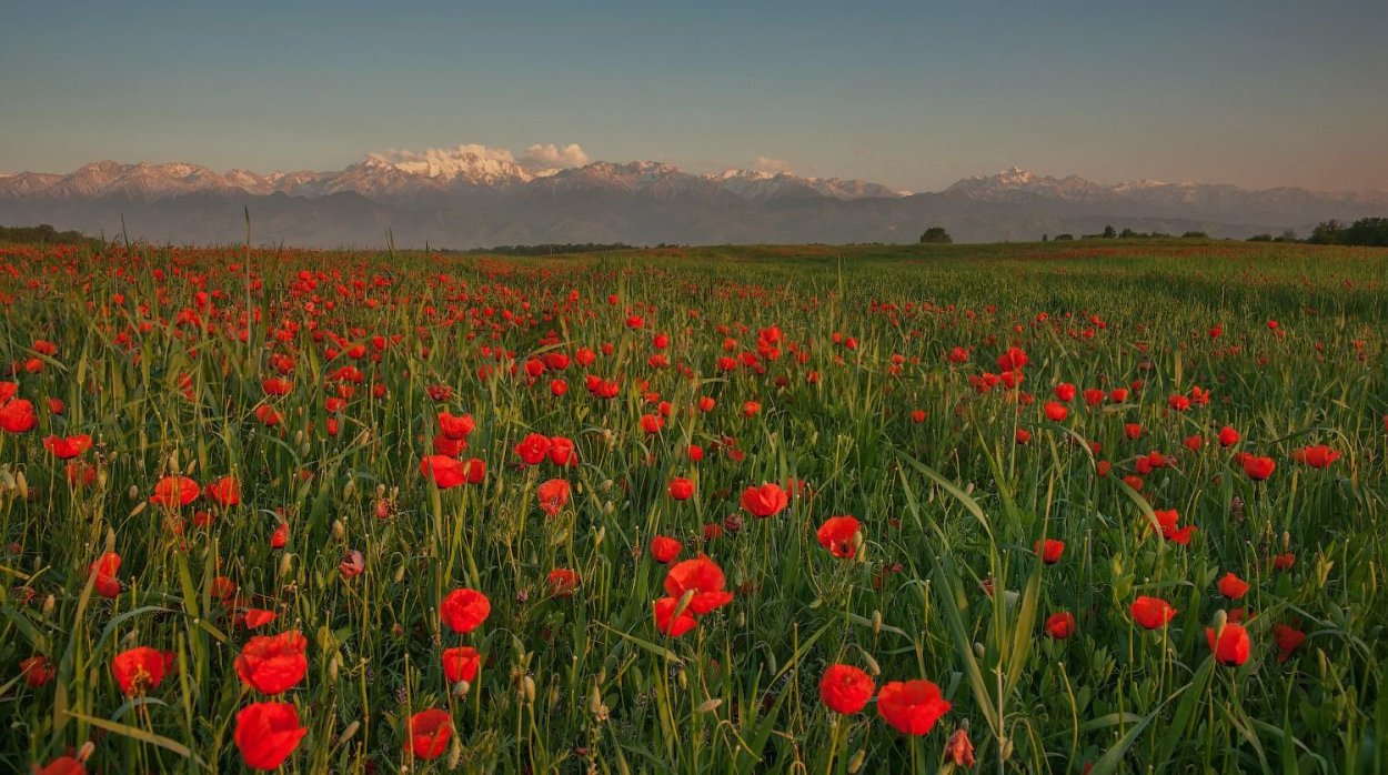 Алые маки Иссык-куля